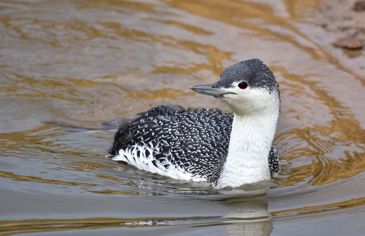 Red-throated Loon