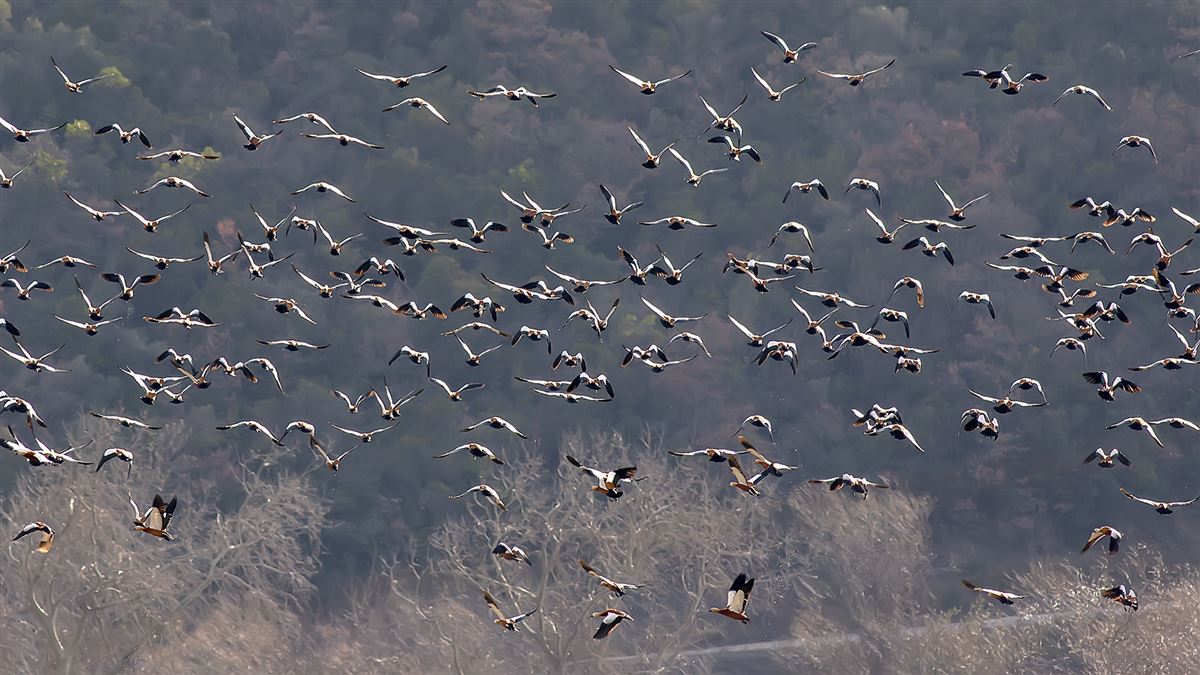 Ruddy Shelduck