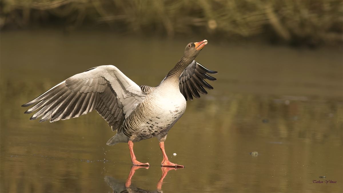 Greylag Goose