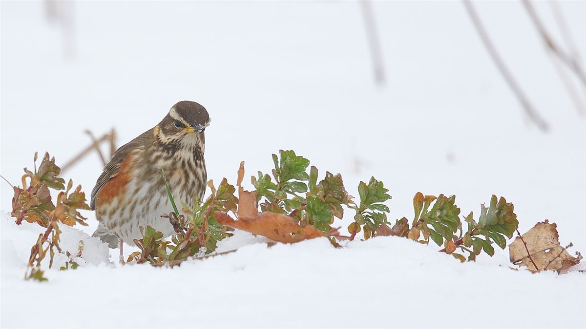 Redwing