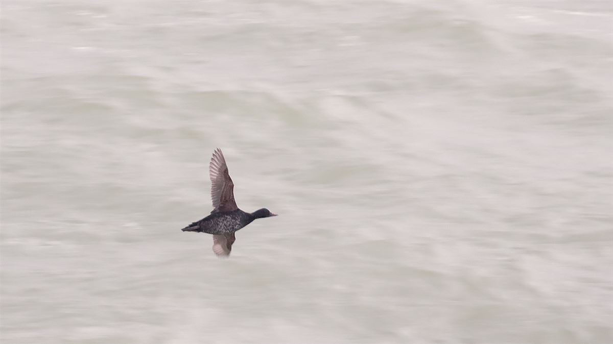 Common Scoter