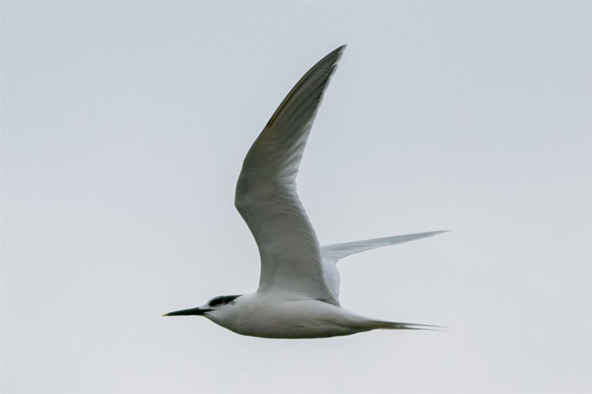 Sandwich Tern