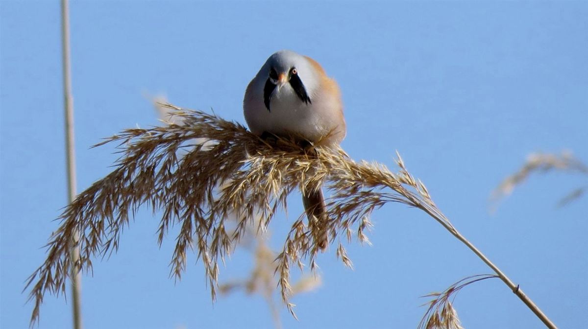 Bearded Reedling