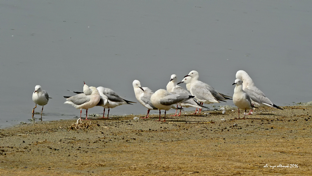 Slender-billed Gull