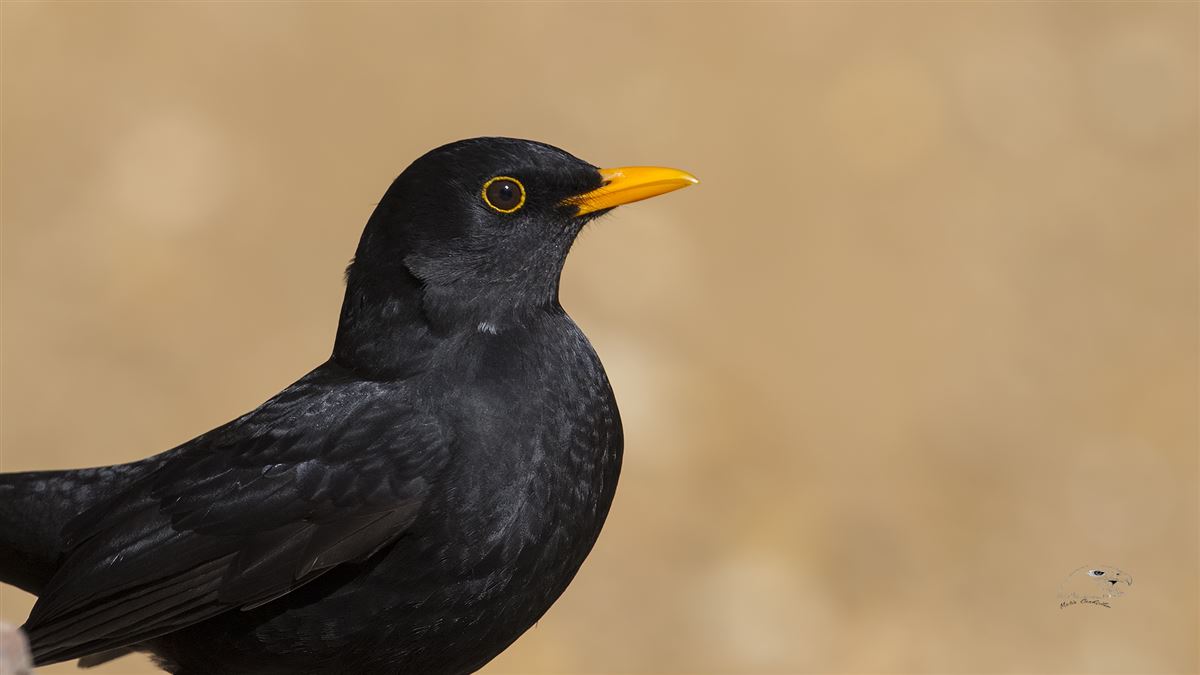 Common Blackbird
