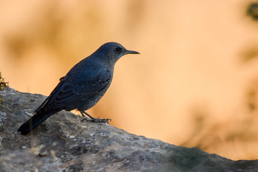 Blue Rock Thrush