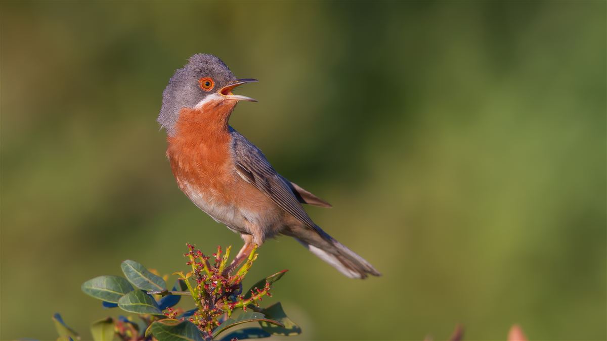 Subalpine Warbler