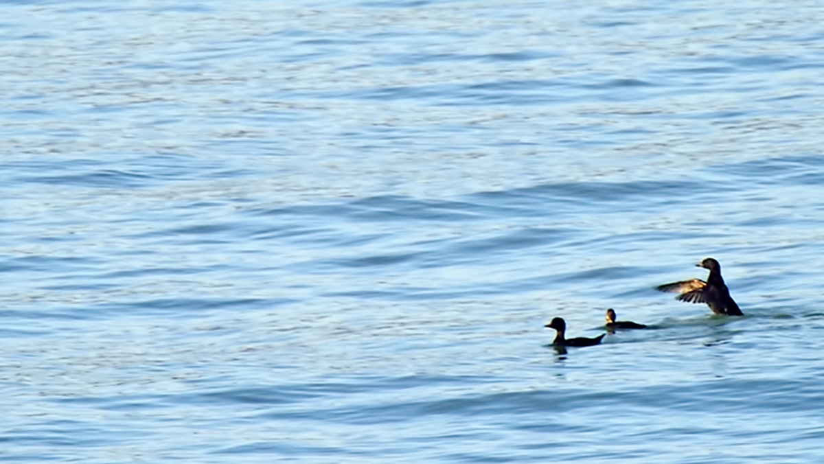 Common Scoter