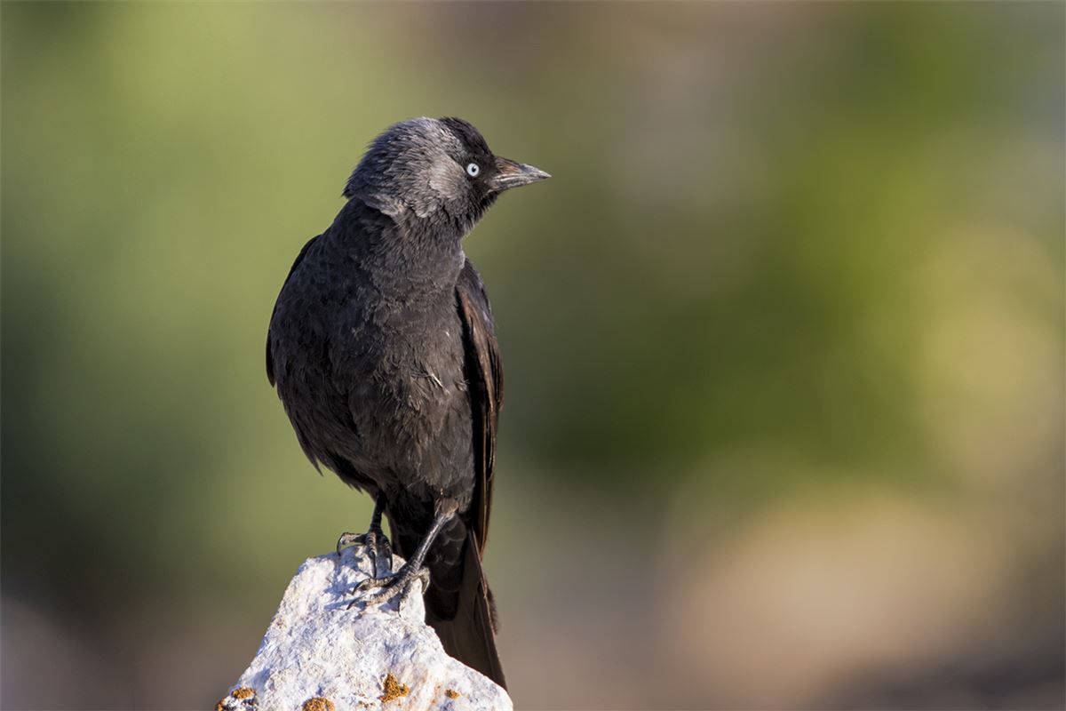 Western Jackdaw