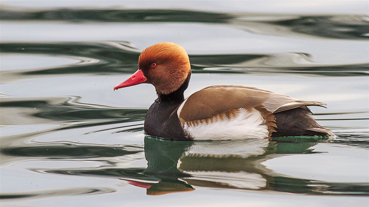 Red-crested Pochard