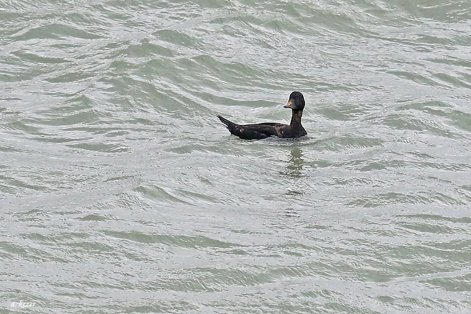 Common Scoter