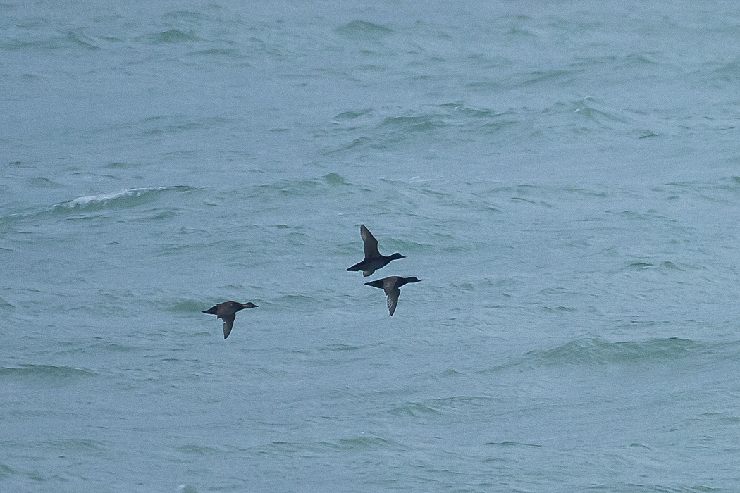 Common Scoter