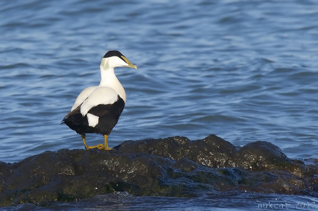 Common Eider