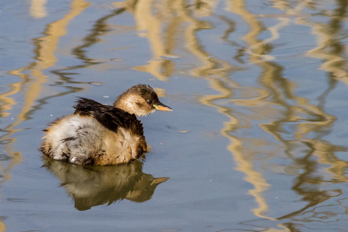 Little Grebe