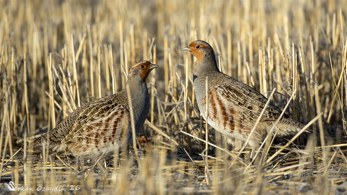 Grey Partridge