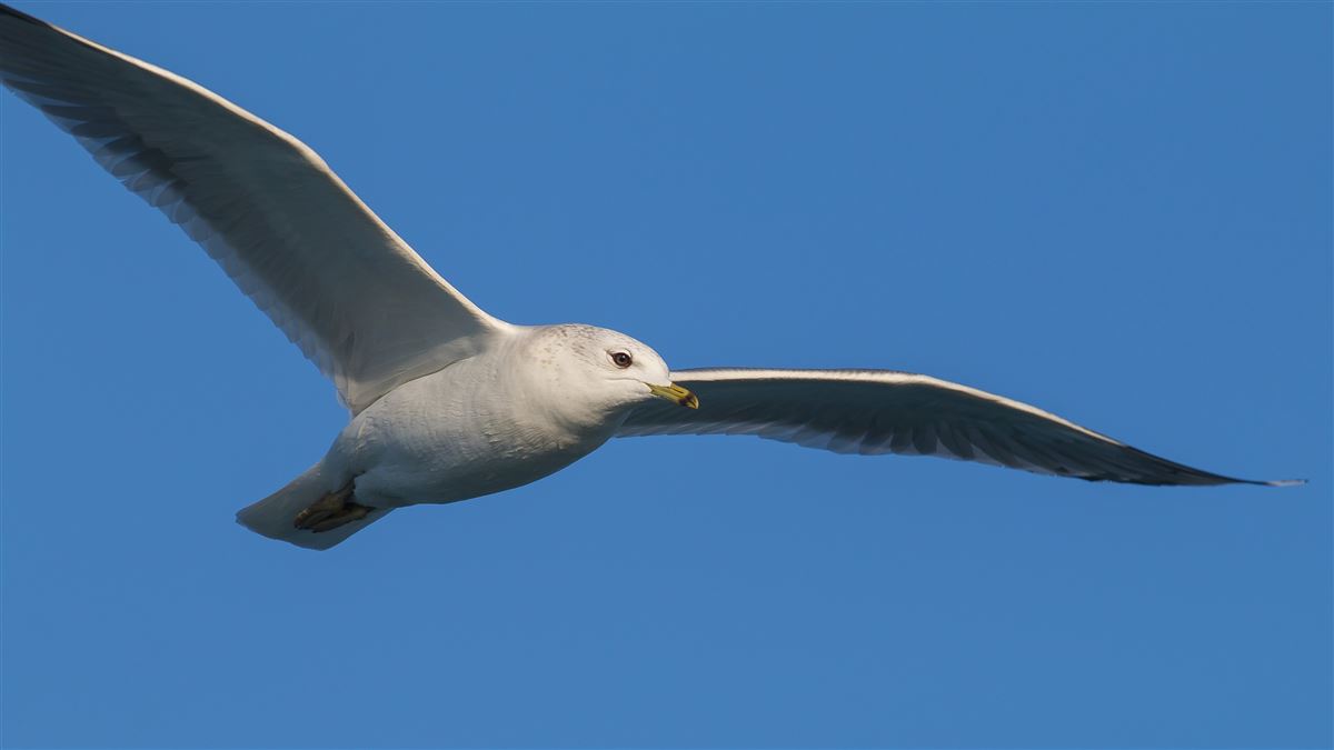 Common Gull
