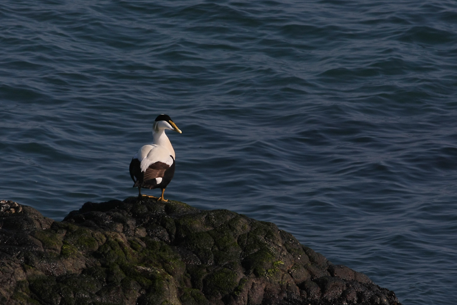 Common Eider