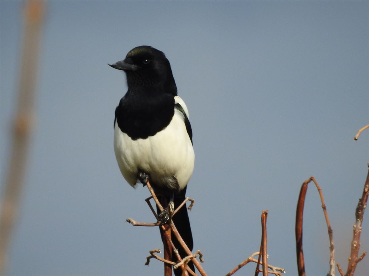 Eurasian Magpie