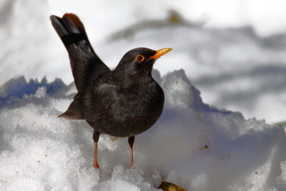 Common Blackbird