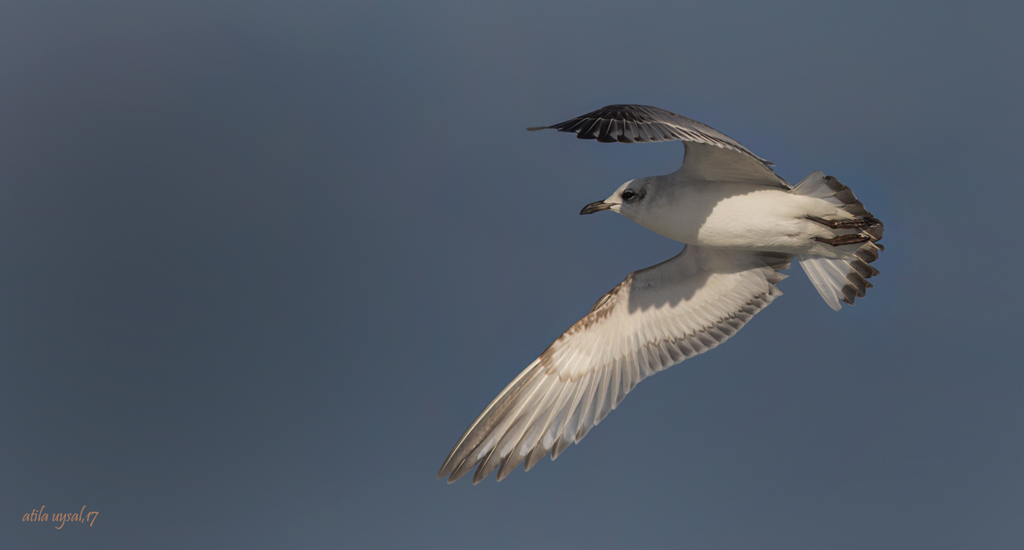 Mediterranean Gull