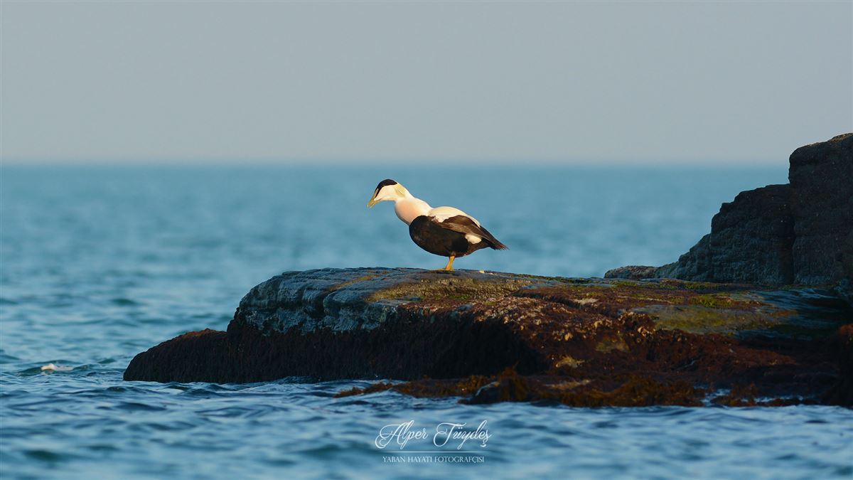 Common Eider