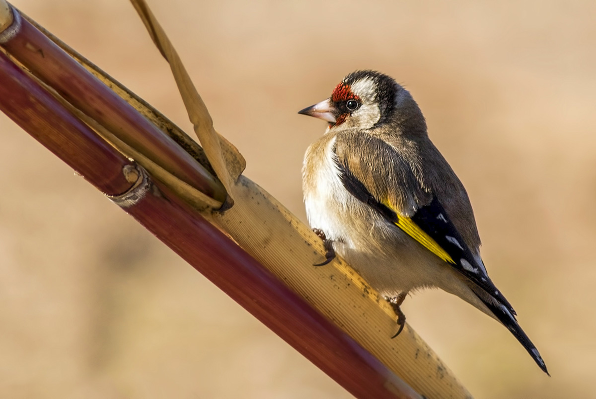 European Goldfinch