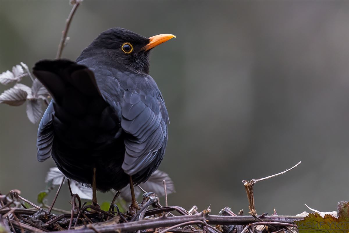 Common Blackbird