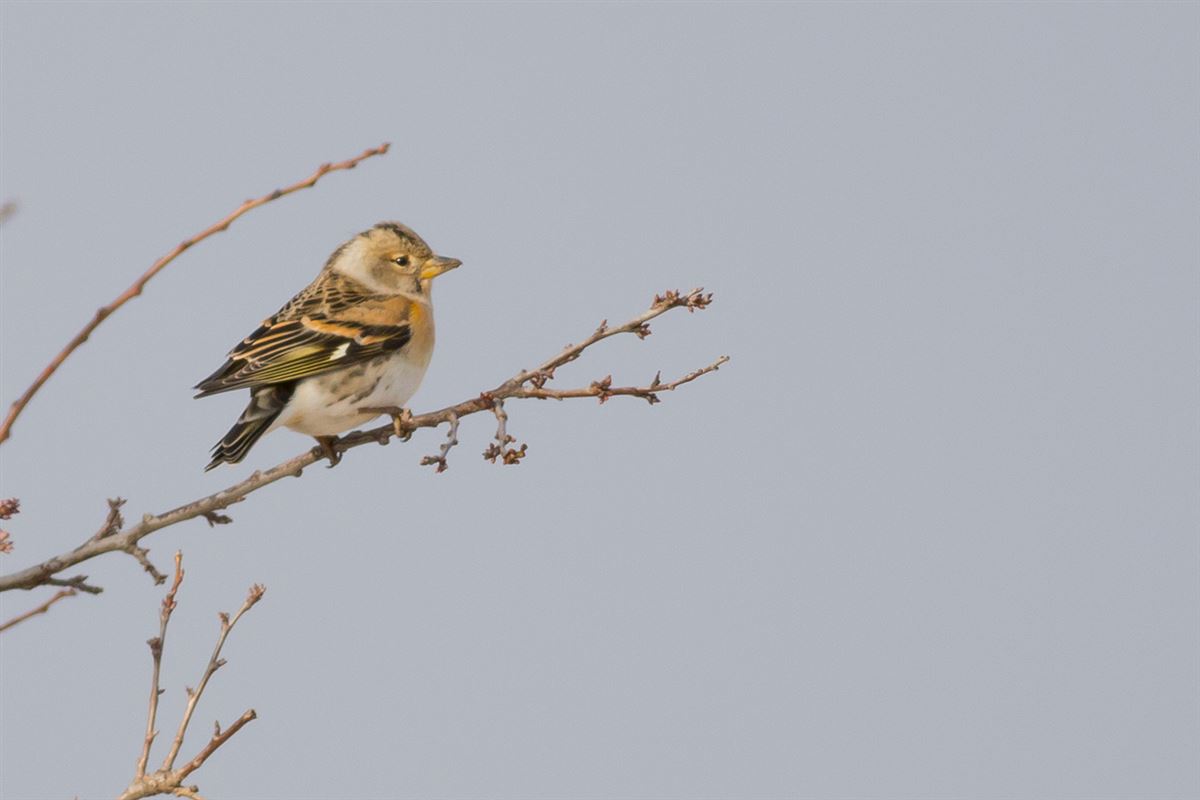 Brambling
