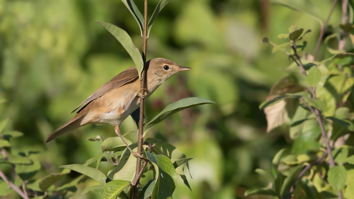 Common Reed Warbler