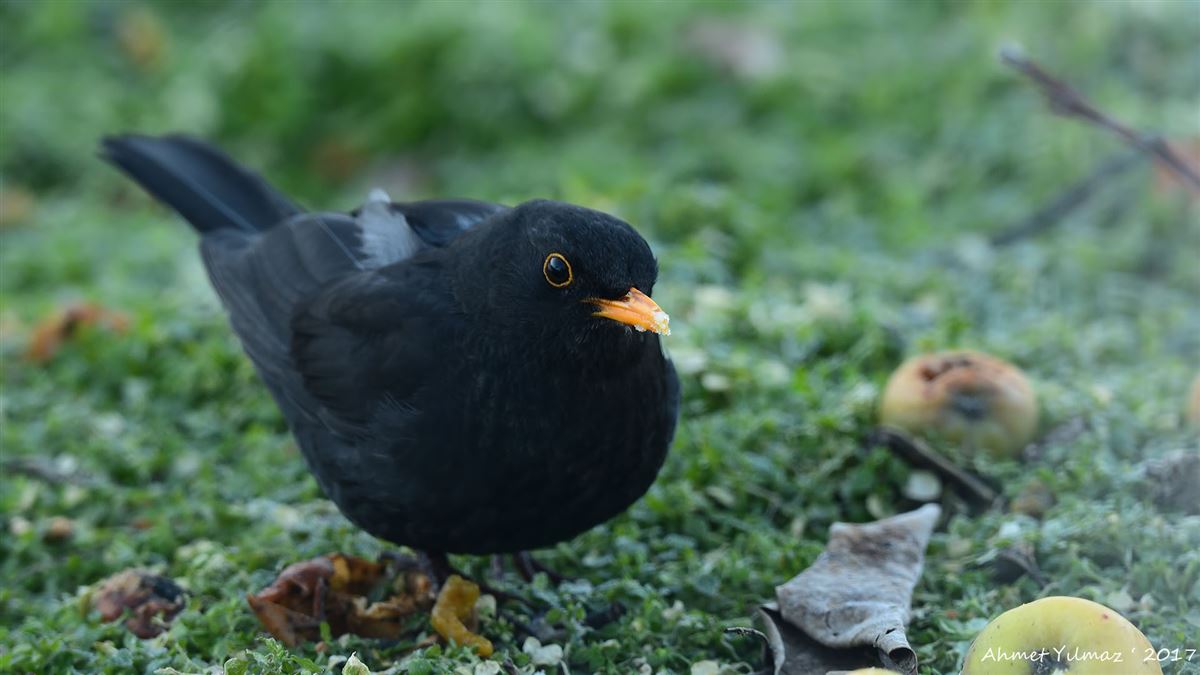 Common Blackbird