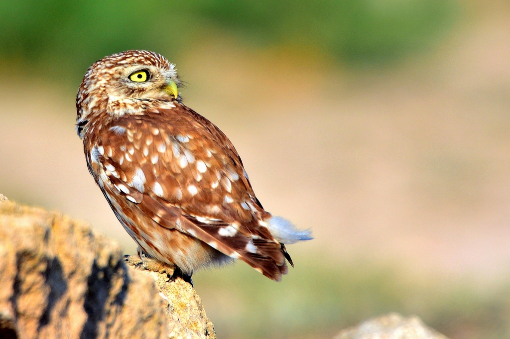 Little Owl