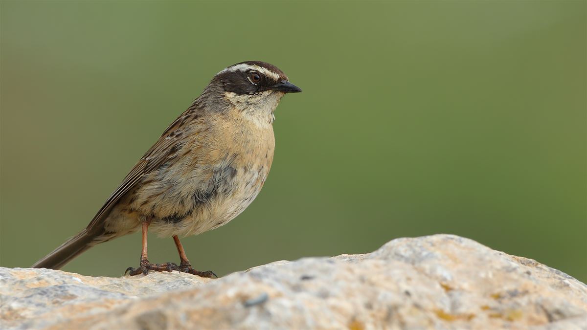 Radde`s Accentor