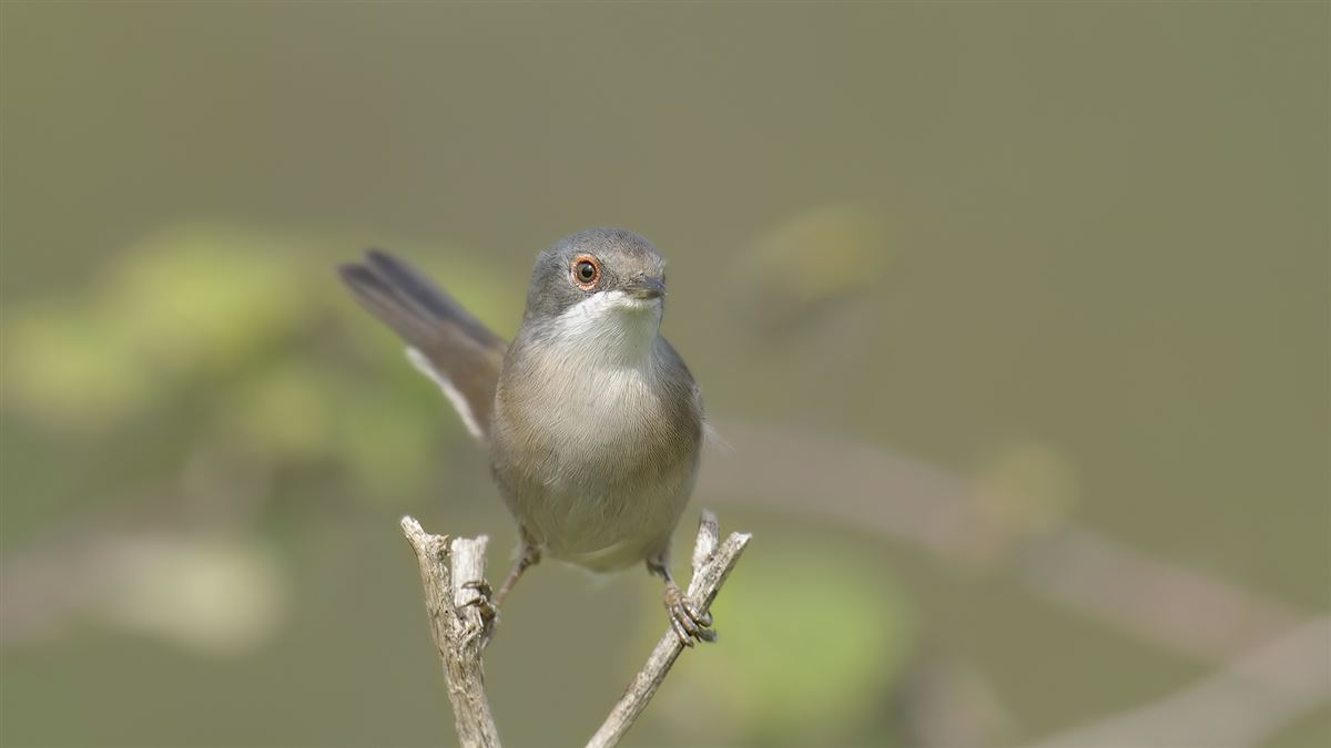 Sardinian Warbler