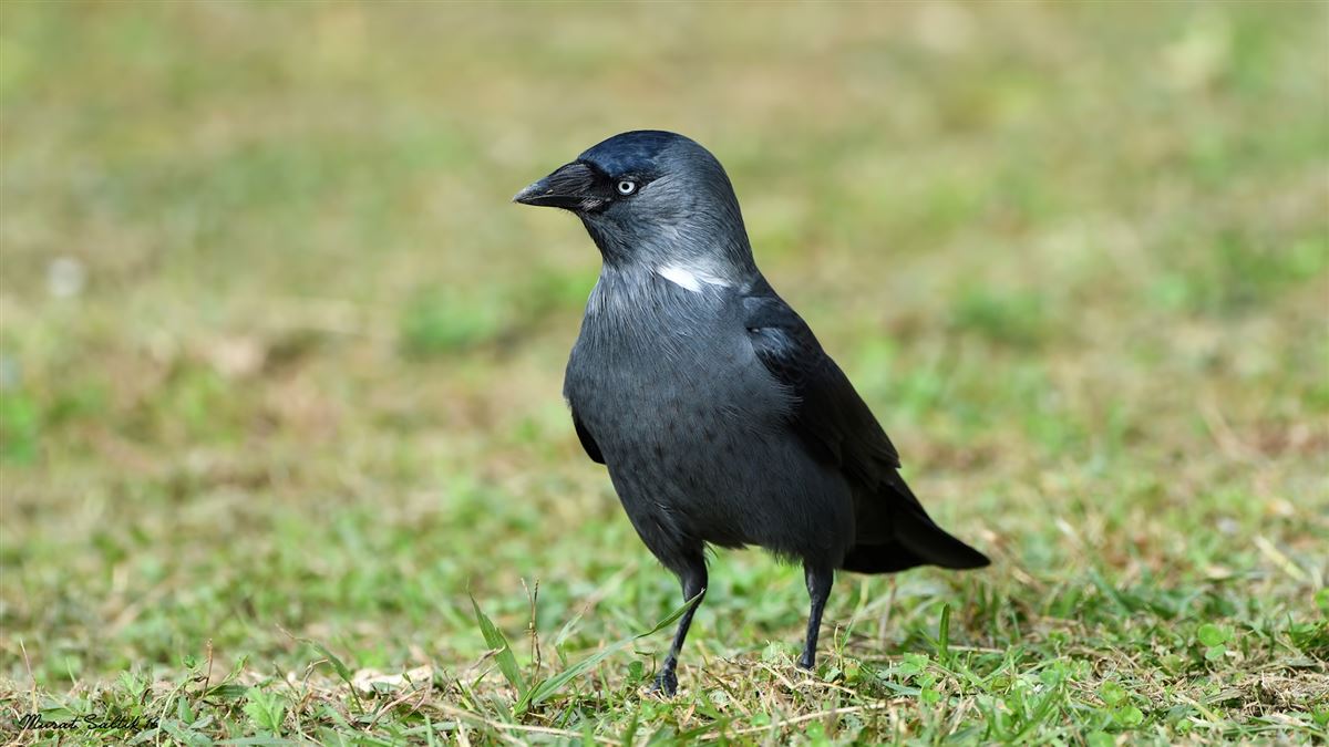 Western Jackdaw