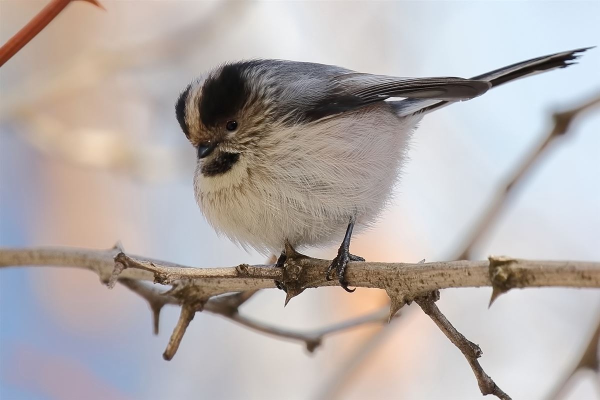 Long-tailed Tit