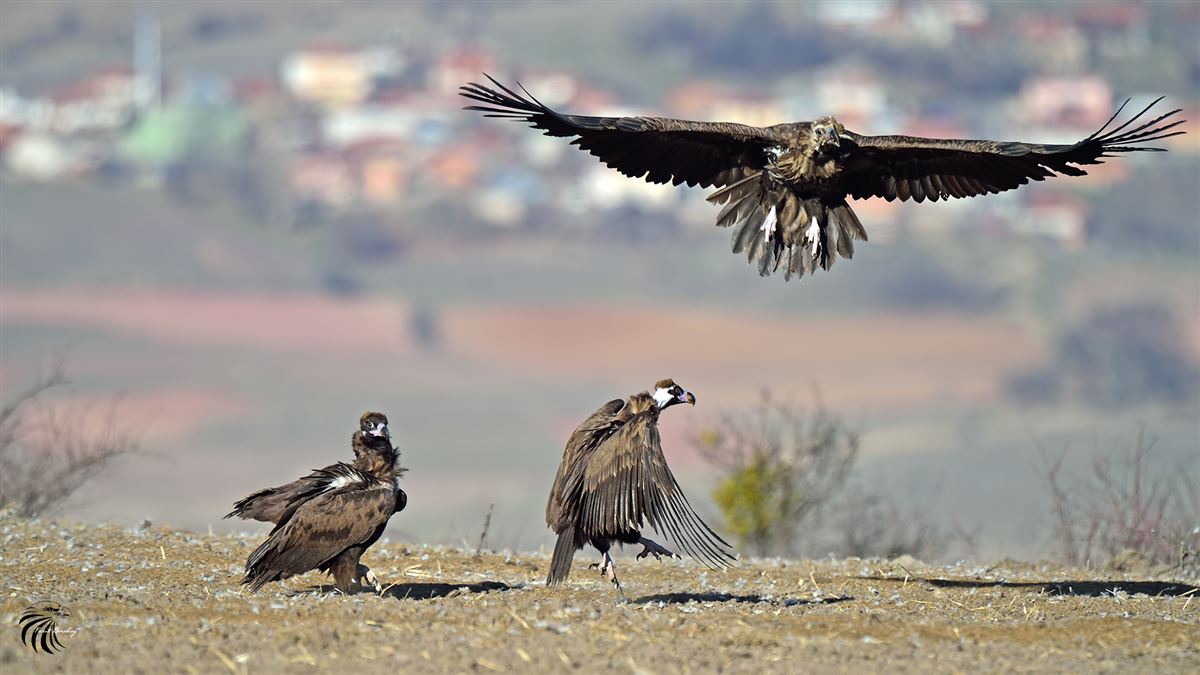 Cinereous Vulture