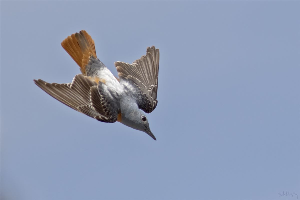 Common Rock Thrush