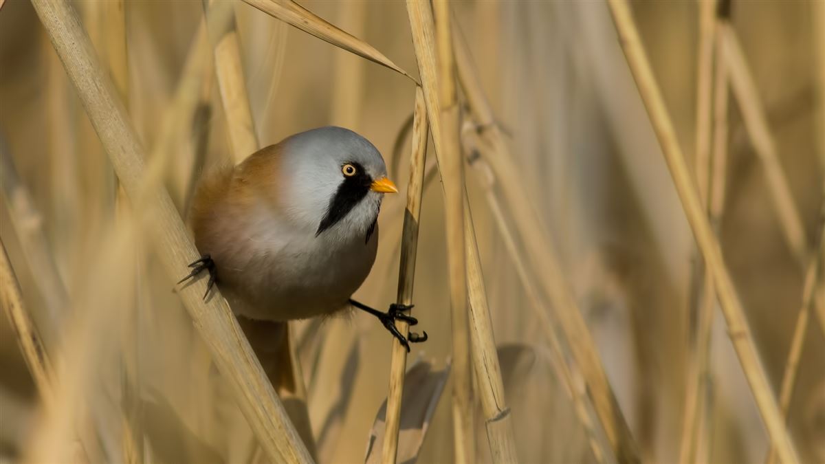 Bearded Reedling