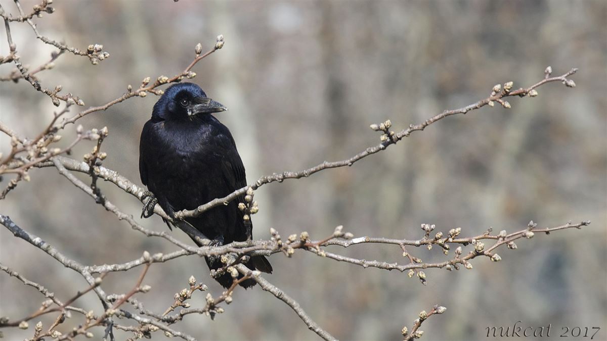 Rook