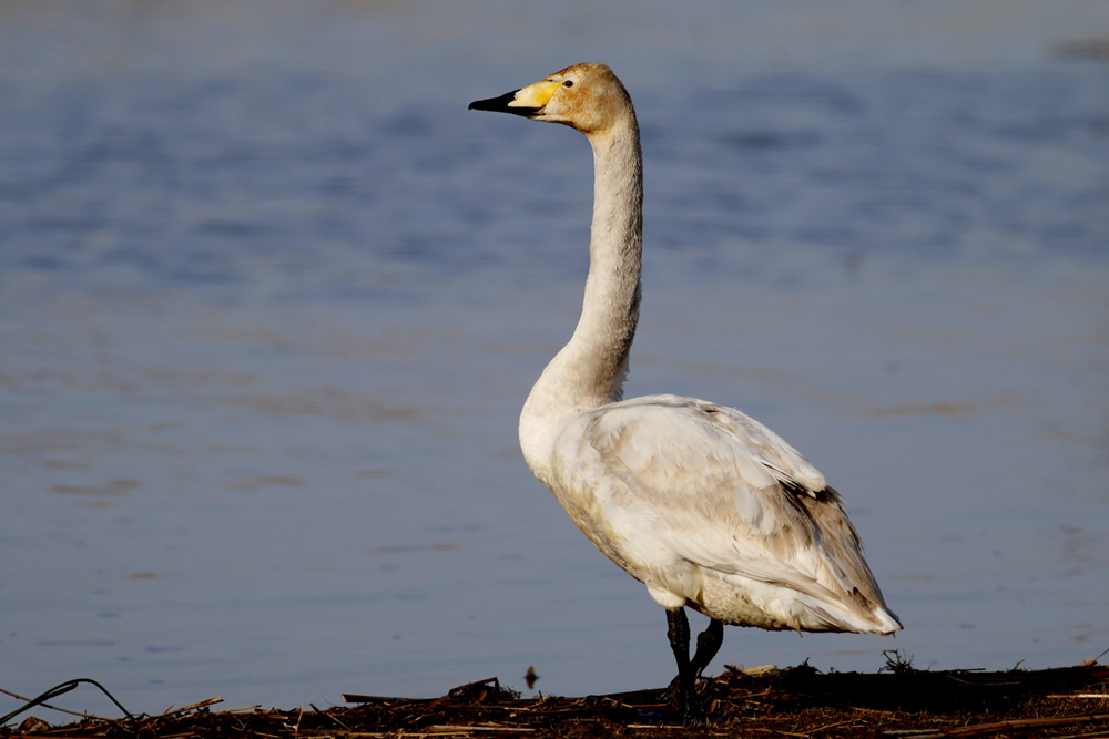 Whooper Swan