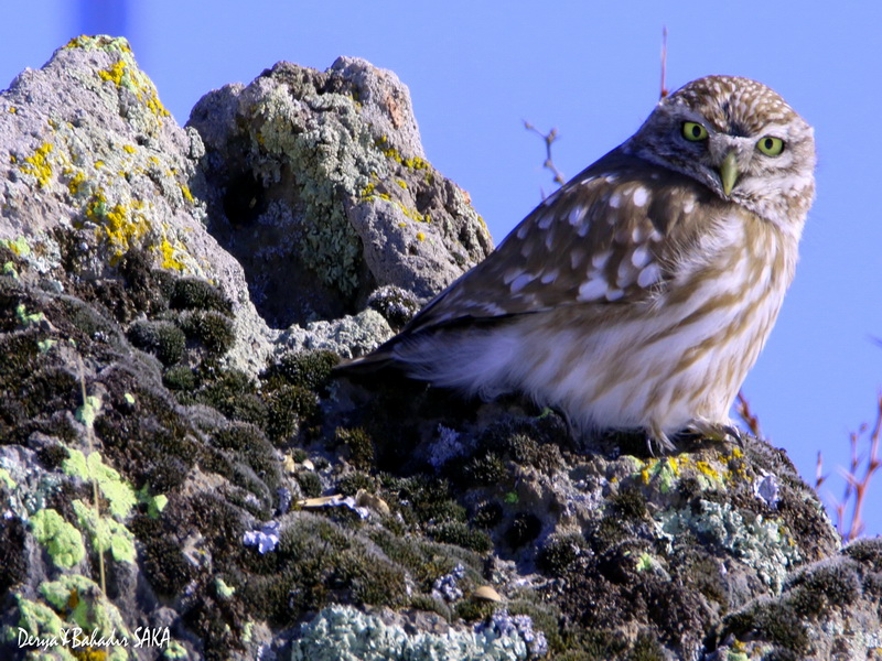 Little Owl