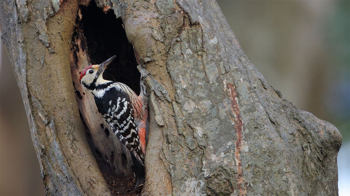 White-backed Woodpecker