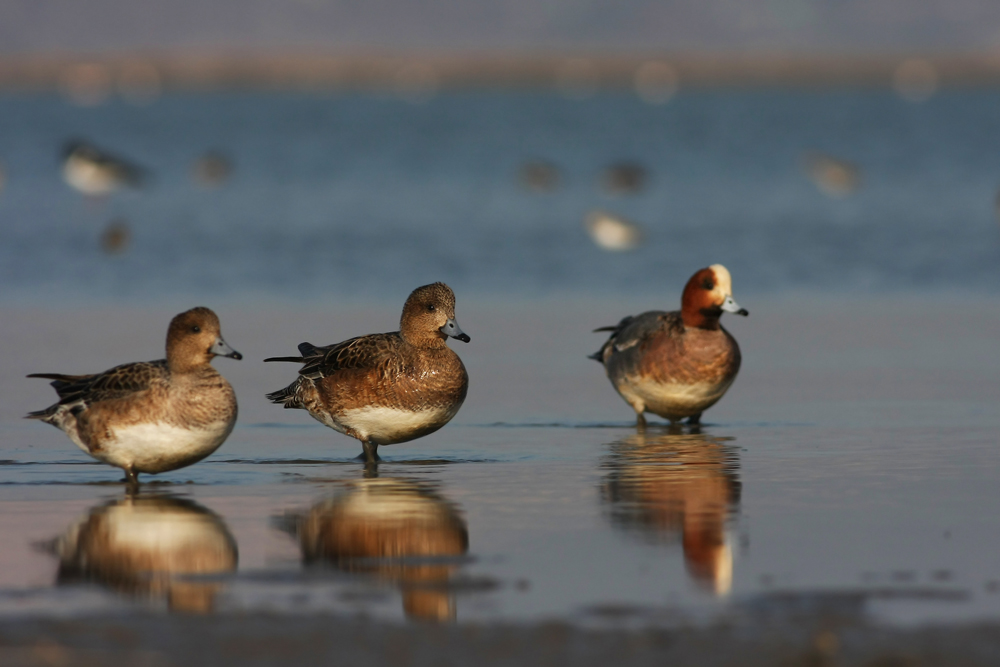 Eurasian Wigeon