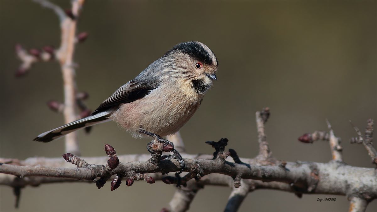Long-tailed Tit