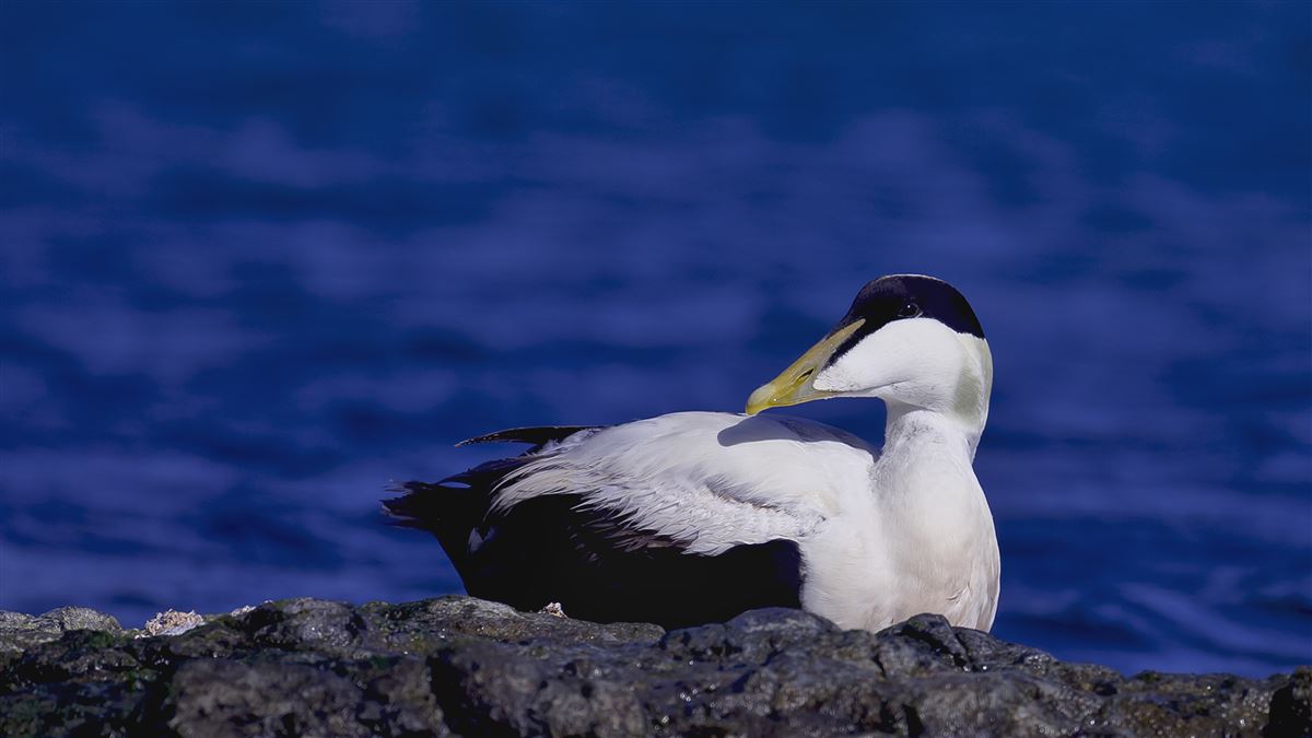 Common Eider
