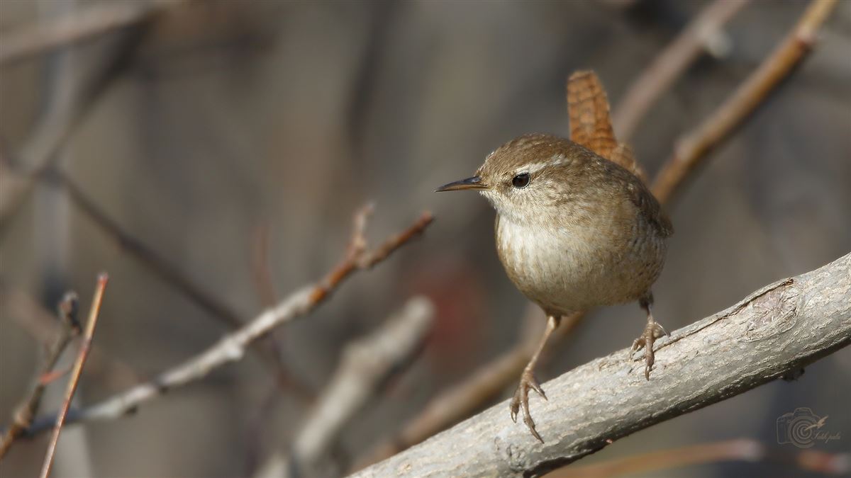 Eurasian Wren