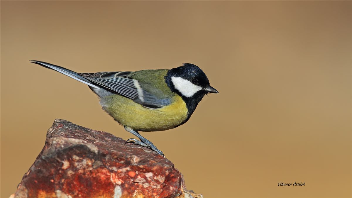 Great Tit