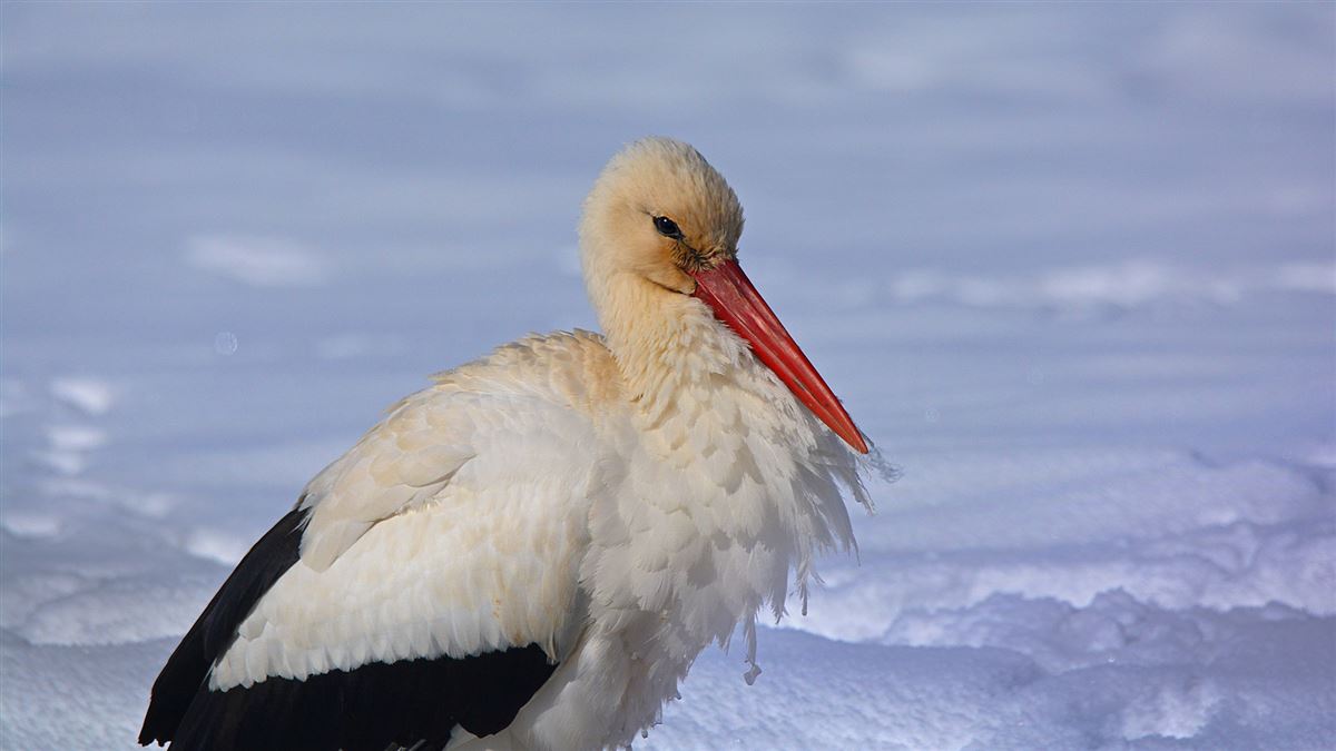 White Stork