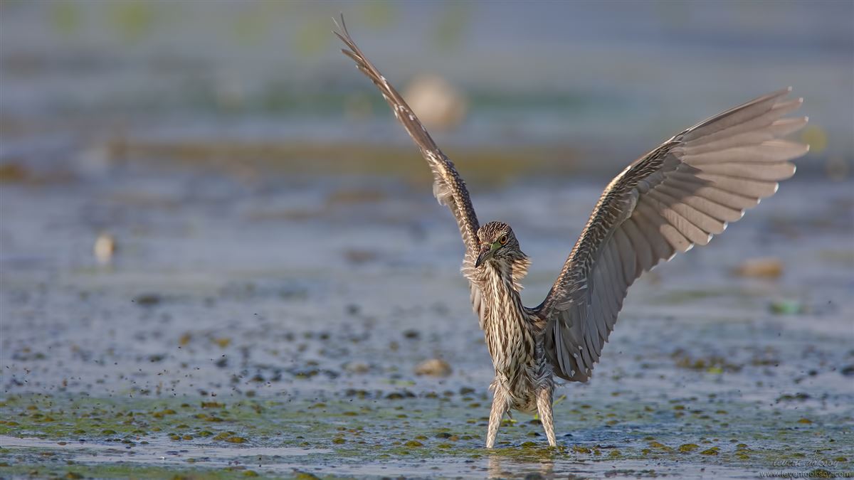 Black-crowned Night Heron