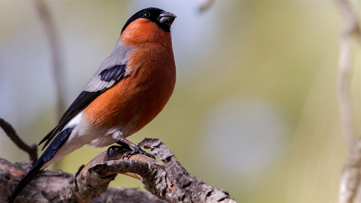 Eurasian Bullfinch